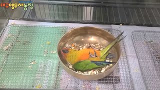 깜짝이야~!! 썬코뉴어 이유조