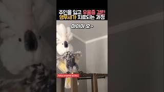 주인을 잃고 우울증 걸린 앵무새가 치료되는 과정 #동물…
