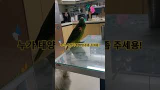 태양이에게 땅콩좀 주세용#Amazon Parrots#아…