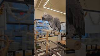 태풍이랑 아지♥️  #아마존앵무새 #회색앵무