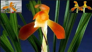 3월23일 좋은 품종 다양하게 준비했습니다