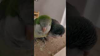 귀여운녀석 #shorts