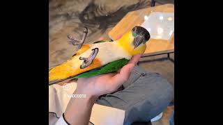 흔들리지 않는 편안함 서몬스 침대 눕기를 잘하는 카이큐 똘기 보고 가세요