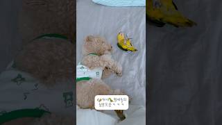 눕방꿈나무 #강아지 #반려견 #애견영상 #귀여운 #반려동물 #앵무새 #cute #카이큐앵무새#푸들#반려동물#반려조