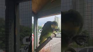 #앵무새 #낮잠 자는시간#꿈에서 무얼 잡는지#아기처럼 …