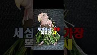 이 앵무새는 말을 할수있다 !