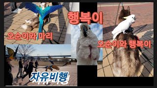 (무편집) 청금강앵무새랑 강아지는 못참지!!