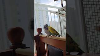 [퀘이커 앵무] 눈싸움 #parrot #quakerparrot #budgerigar #사랑이 #까꿍이