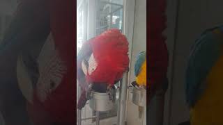 홍금강앵무새  졸귀