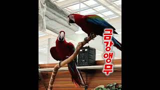 #금강앵무의 #애정퍼포먼스