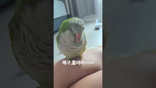 퀘이커 키위 졸린가봐,,한발로 서서자는 앵아지♡♡#parrot #birds #앵무새일상 #pets