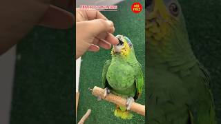Orange wing amazon4 monthFully  tamed Premium qualityNon dna #exotic #parrot #birds #amazon
