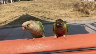 봄나들이 코뉴어 앵무새