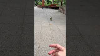 집에 가자 이리와~ 아장 아장 땡초~! #퀘이커 #퀘이…