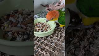 냠냠냠냠 카이큐 #카이큐 #앵무새 #birds #cute