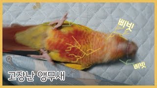 앵무새가 고장났어요!!ㅣ고장난 메아리