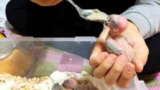 썬코뉴어 새끼 이유식 먹이기 (Sun Conure Ha…