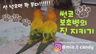 #6_Twinkle_3birds_앵무새_내집사수기(썬코뉴어)