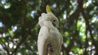 Birds of Amazon rainforest | 4…