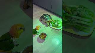 오순도순 같이 밥먹자☺️ #앵무새 #birds #cute #동물 #모란 #pets #카이큐 #육지거북 #animals #설가타 #식사