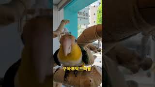 촬영을 방해하는 노랑머리 카이큐앵무새 아코 #shorts