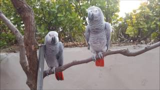 회색 앵무의 비행능력 (African Gray Parrot 's Flying Ability)