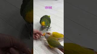 싸우지 않고 사이좋게 먹는 소심한 앵무새