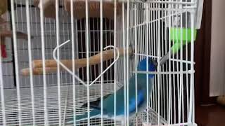 도라지앵무_쫑이의 급수기 사용기