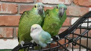 (Clip) 모란앵무와 청모자아마존 Zzz