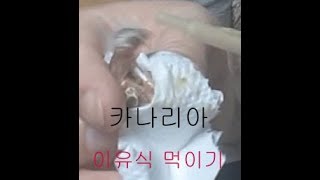 아기 카나리아 새 이유식 먹이기