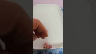 뉴기니아 앵무새 부화 첫날. 그리고 카이큐 앵무새 꼬물이들이예요