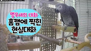 앵무새가 대화해요! 홈카메라에 찍힌 퀘이커와 회색앵무의 수다 타임