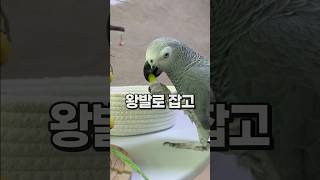 새 장난감 좋아하는 앵무새  회색앵무 잠바