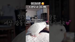 존댓말을 배웠어요 #앵무새 #러블리다다즈 #퀘이커앵무새…