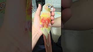 앵무새살구 벌러덩 누워서 양발가락 꽉 움켜 쥐고 졸린 …