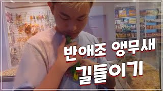 반애조 앵무새 길들이기 - 아마존 앵무새와 교감