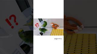 율리극한 호기심❗️#한스마카우 #아마존앵무새 #귀여운동…