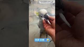 코카투 우관 뒤에는??? #parrot #birds #…