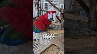 항상 젊잖기만 한 홍금강 앵무새   #홍금강앵무새 #p…