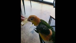 잔디네일상03 카이큐 스위티 먹방