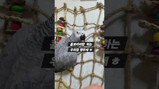 우리집 #회색앵무 홀로아리랑 따라하기 #스윙리듬짝 #스…