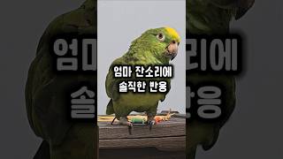 앵무새는 왜 거짓말을 못할까?  #앵무새 #순수함