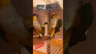 무중력 카이큐‍ #shorts #parrot #caique #앵무새 #카이큐 #ズグロシロハラインコ