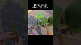 쫄보 좋은데 싫고 싫은데 좋은 슬픈 몸둥이 아마존앵무새…