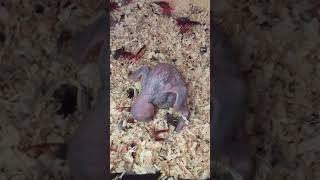 뉴기니아 와 마카우 뉴기니아 새끼 12일차 20190508 천둥 eclectus parrot baby 12days