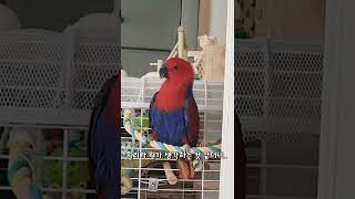 앵무새의 이해할 수 없는 기괴한 행동..