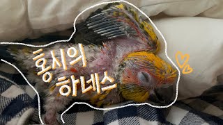 [썬코뉴어] 하네스 적응기 Parrot Harness