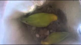 모란앵무 새끼 키우기 (Parrot Baby Bird …