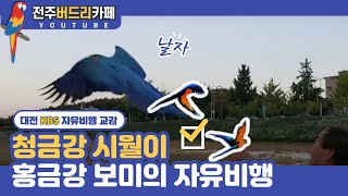 [앵무새자유비행]  청금강 시월이, 홍금강 보미 대전KBS