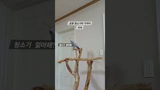 앵무새ㅡ순돌아 로봇 청소기라 가격이 좀 비싸